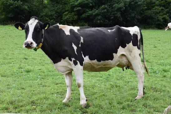 Cow in rice field